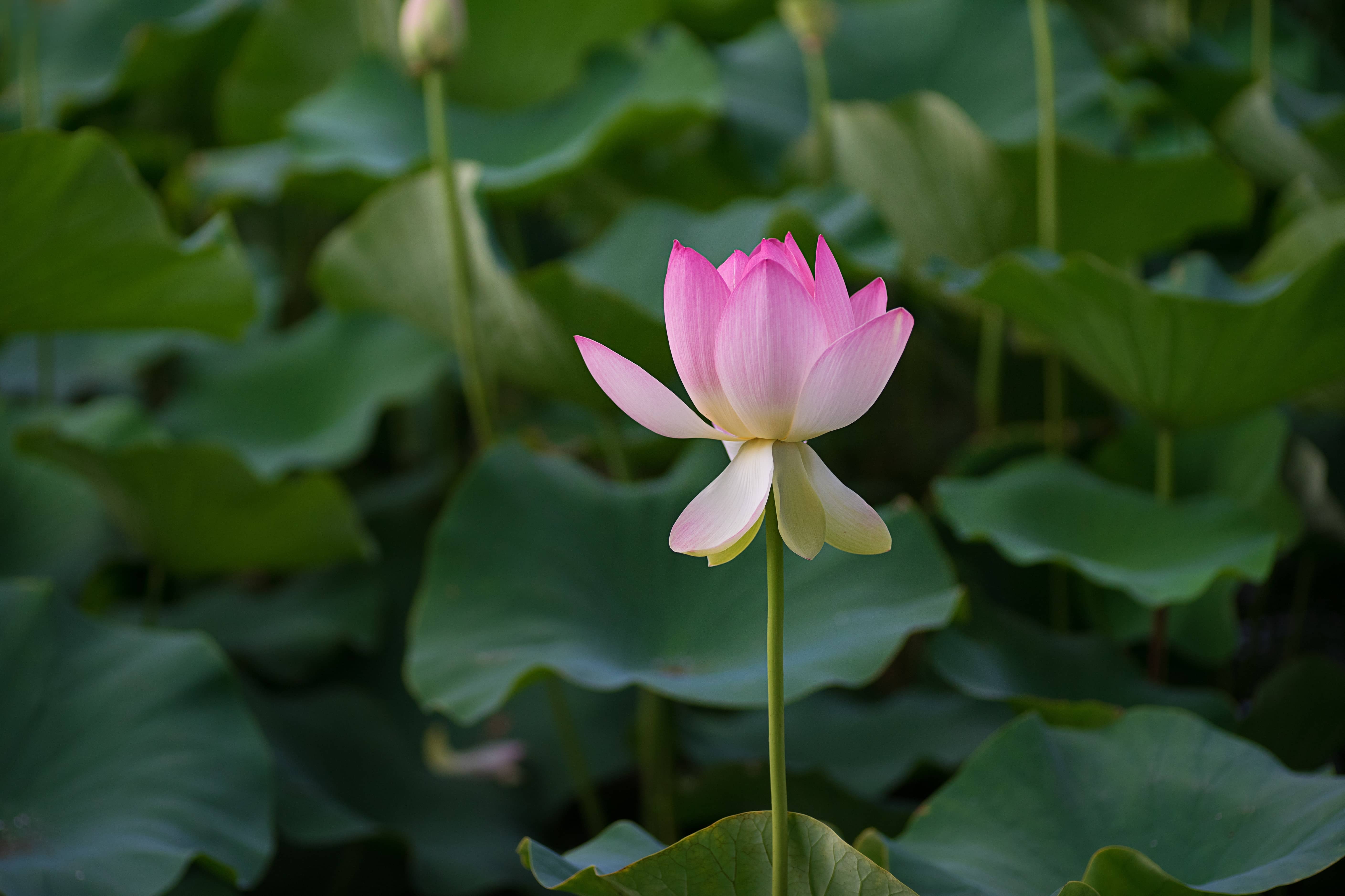 An lotus flower